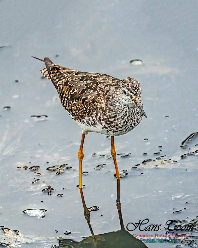 Lesser Yellowlegs 414