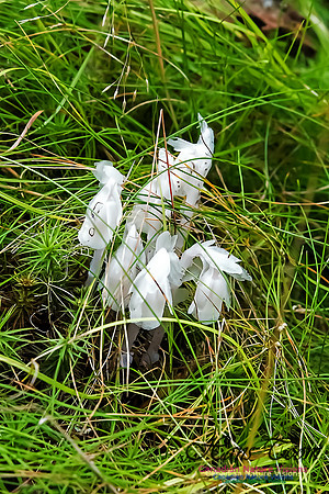 IndianPipe16