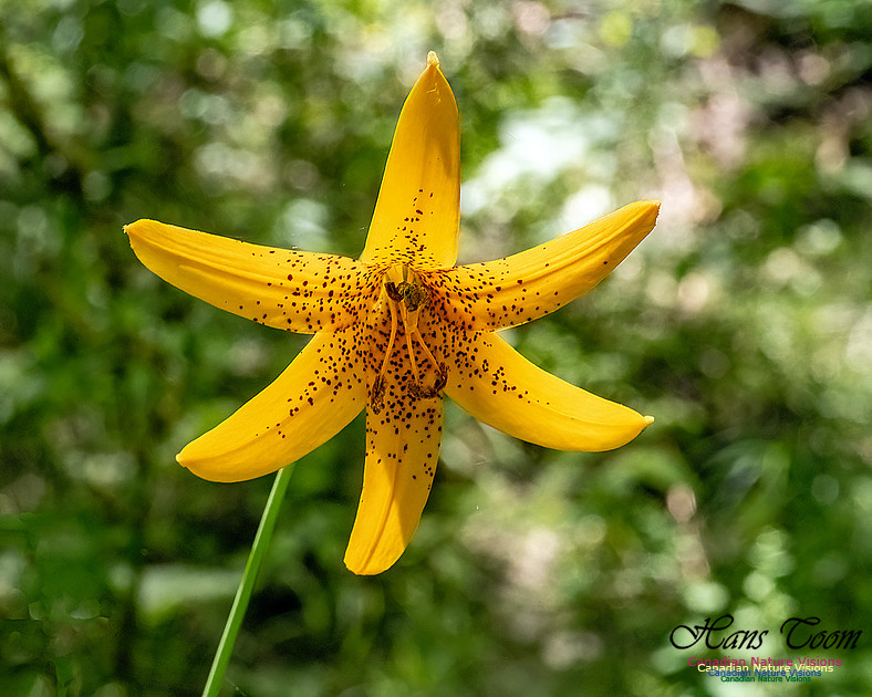 Canada Lily 601