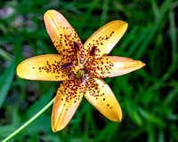 Canada Lily