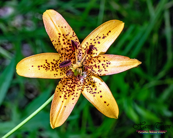 Canada Lily 600