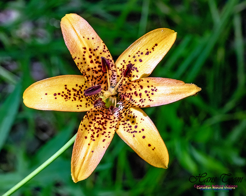 Canada Lily 600