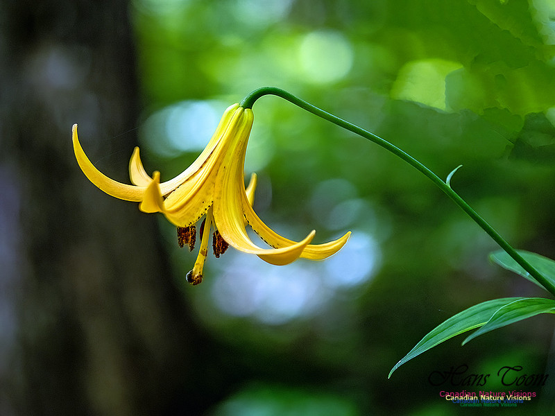 Canada Lily 604