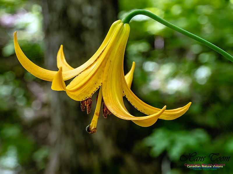 Canada Lily 602