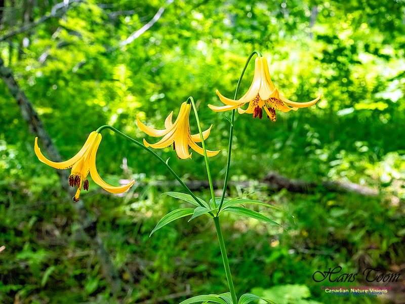 Canada Lily 603
