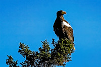 Steller's Sea Eagle