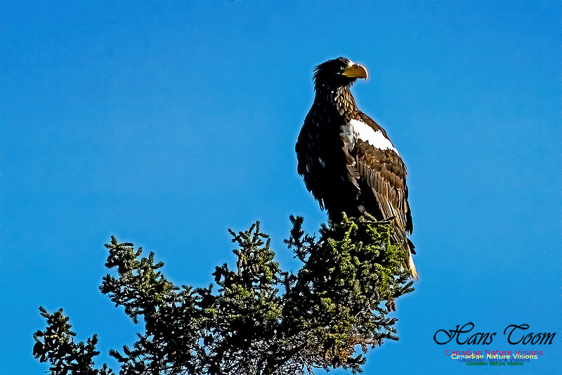 Stellers Sea Eagle Cape Chignecto 100