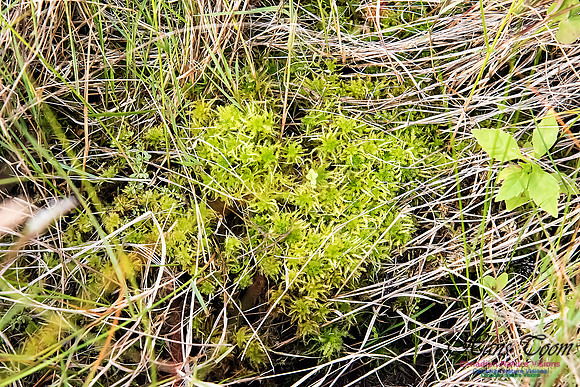 Moss sp.