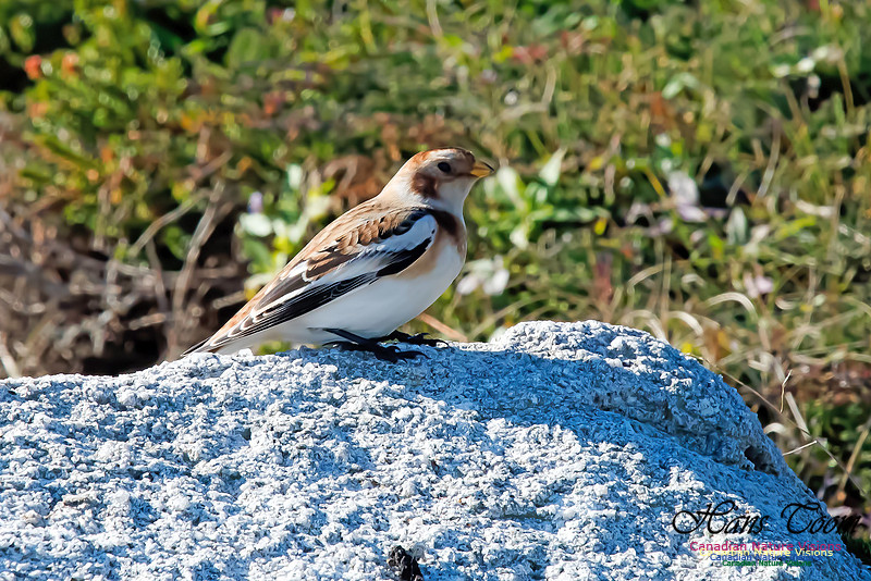 Snow Bunting