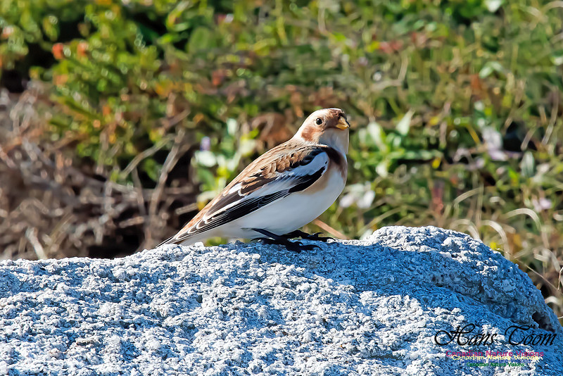 Snow Bunting