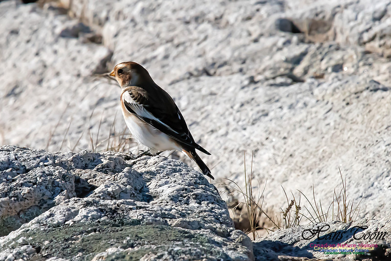 Snow Bunting