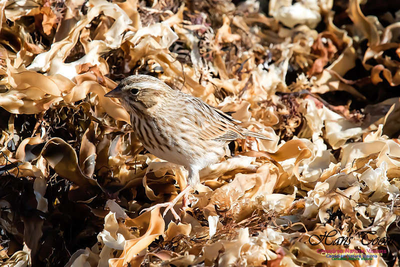 Ipswich Sparrow