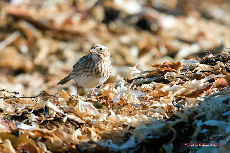 Ipswich Sparrow