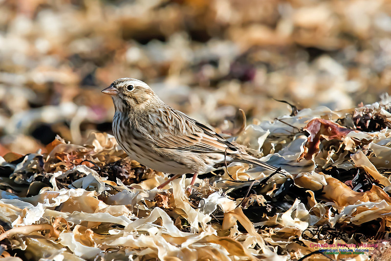 Ipswich Sparrow