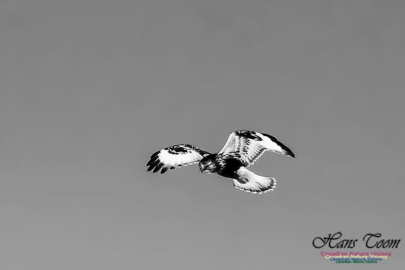 Rough-legged Hawk