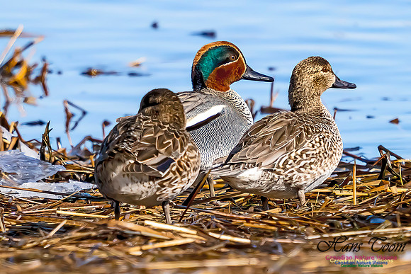 Teal 102