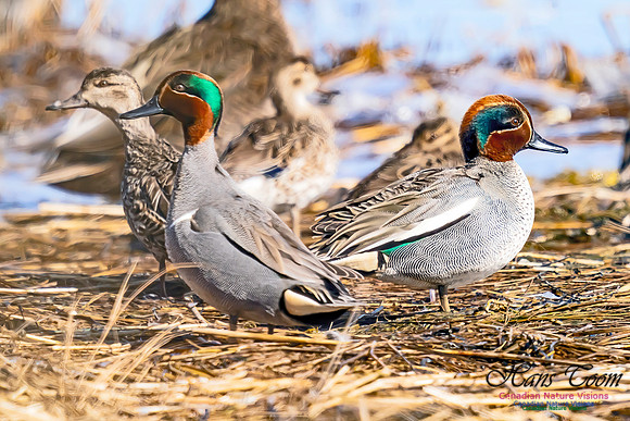 Teal 103