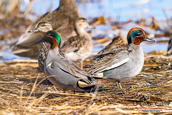 Teal 100