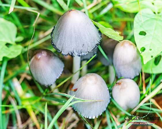 Fungus Walk In the Woodland 114
