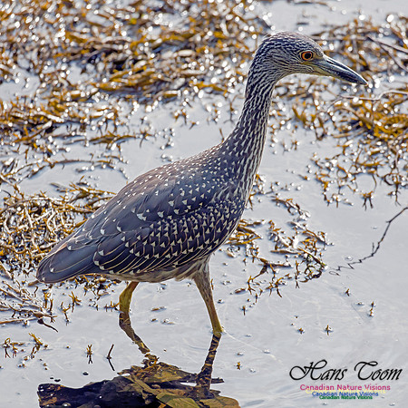 Yellow-crowned Night Heron 14