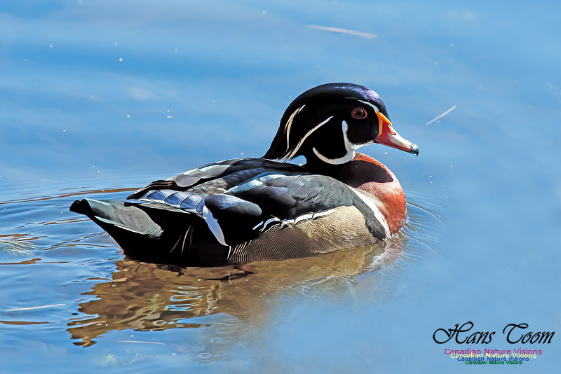 Wood Duck