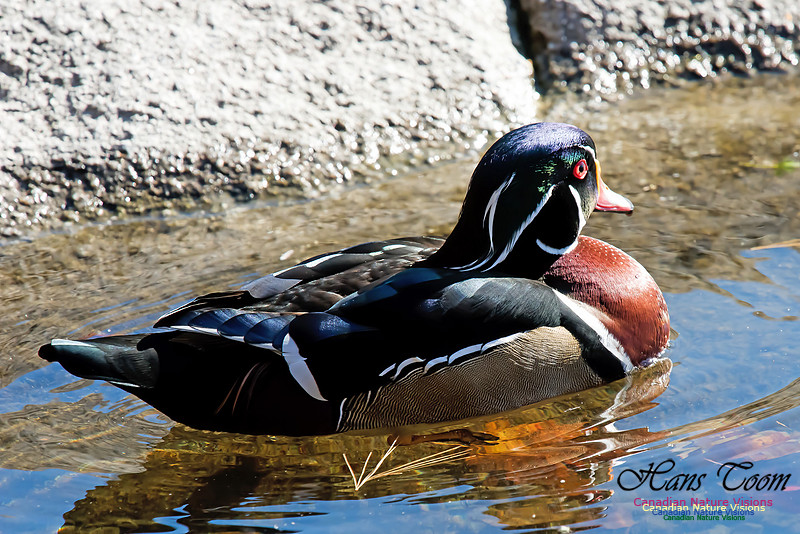 Wood Duck