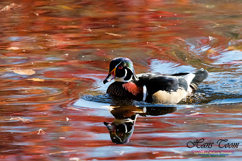 Wood Duck
