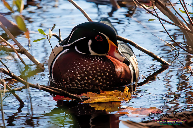 Wood Duck