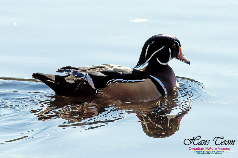 Wood Duck
