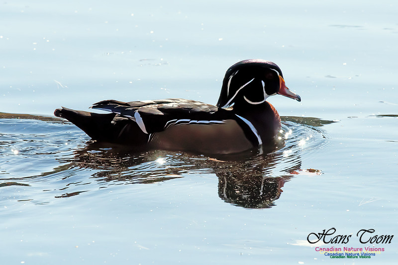 Wood Duck