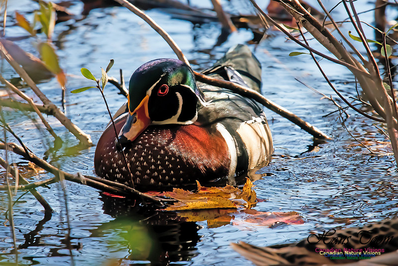 Wood Duck