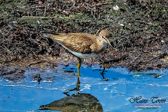 Solitary Sandpiper 102