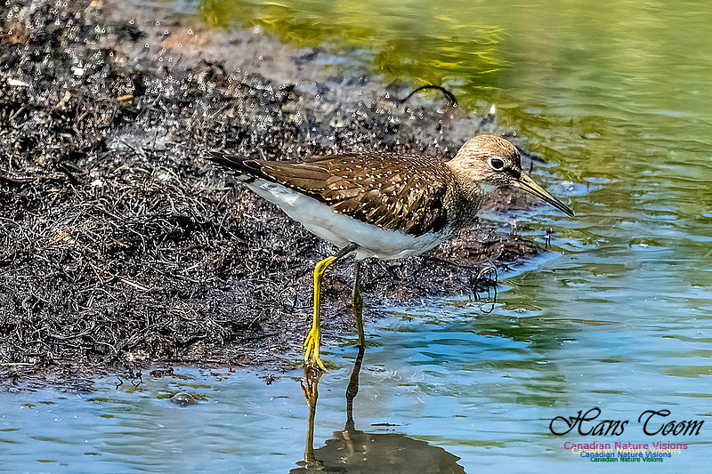 Solitary Sandpiper 104