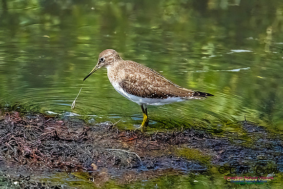 Solitary Sandpiper 101
