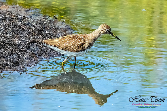 Solitary Sandpiper 103