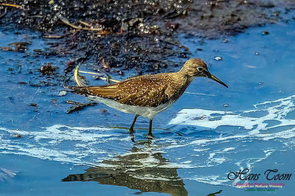Solitary Sandpiper 105