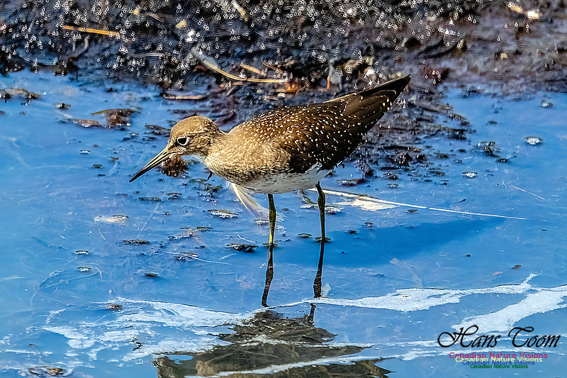 Solitary Sandpiper 106