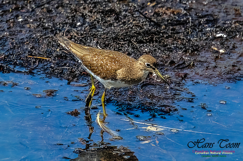 Solitary Sandpiper 107