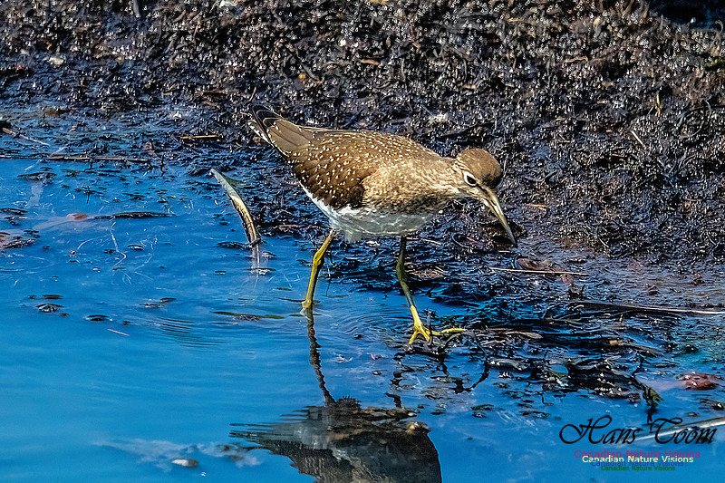 Solitary Sandpiper 108