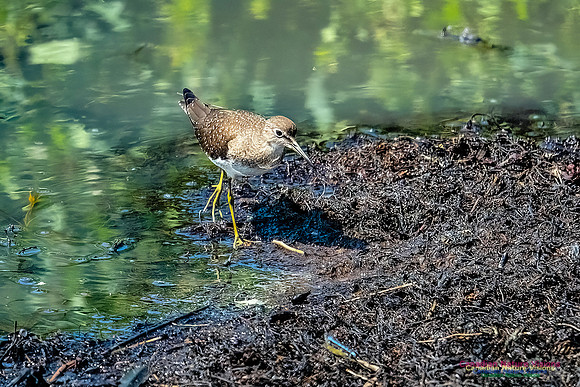 Solitary Sandpiper 109
