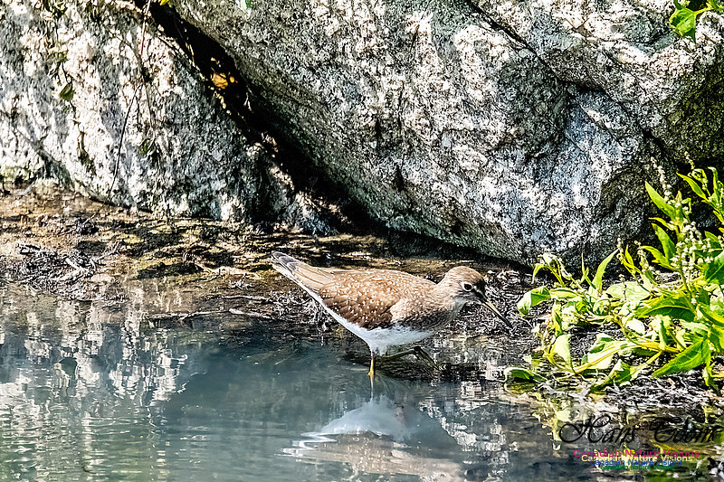 Solitary Sandpiper 110