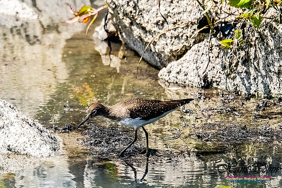 Solitary Sandpiper 111
