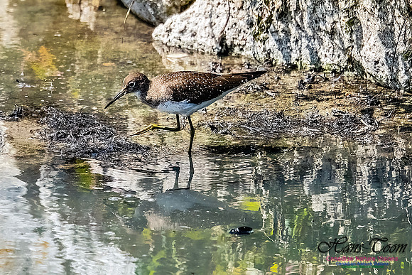Solitary Sandpiper 112