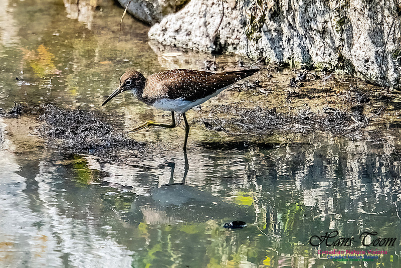 Solitary Sandpiper 112