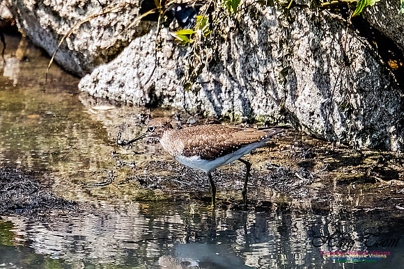 Solitary Sandpiper 113