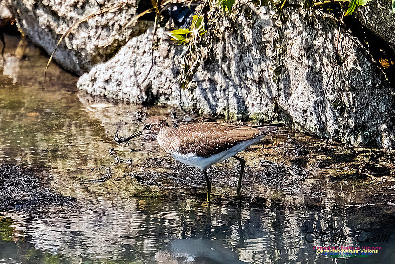 Solitary Sandpiper 113