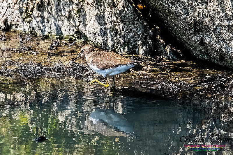 Solitary Sandpiper 114