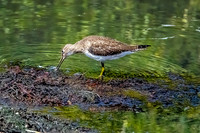 Solitary Sandpiper