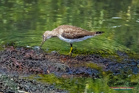 Solitary Sandpiper 100