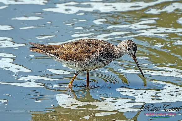 Greater Yellowlegs 103